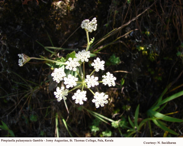 Pimpinella pulneyensis Gamble